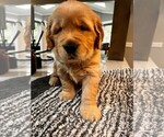 Small Photo #5 Golden Retriever Puppy For Sale in LA HABRA, CA, USA
