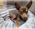 SAUL - Male Chihuahua Dog for Adoption - Small photo