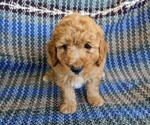 Puppy 3 Poodle (Miniature)