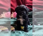 Small #4 Goldendoodle mix (+ Poodle Miniature)
