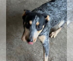 Mutt Dogs for adoption in Canton, CT, USA