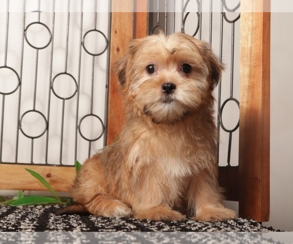 Medium Photo #4 Shorkie Tzu Puppy For Sale in NAPLES, FL, USA