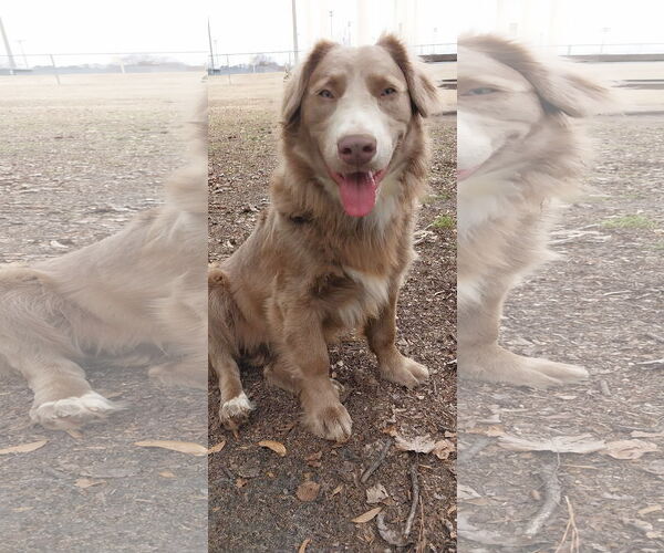 Medium Photo #3 Aussie Siberian Puppy For Sale in Cumming, GA, USA