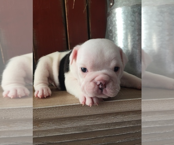 Medium Photo #1 English Bulldogge Puppy For Sale in ARGENTA, IL, USA