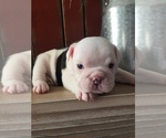 Small Photo #1 English Bulldogge Puppy For Sale in ARGENTA, IL, USA