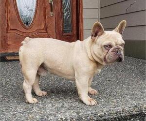 Father of the French Bulldog puppies born on 11/14/2022