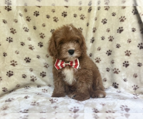 Medium Photo #11 Cavapoo Puppy For Sale in LAKELAND, FL, USA