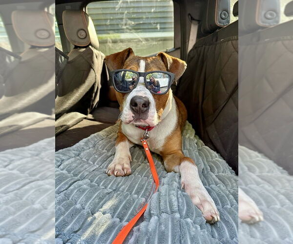 Medium Photo #28 Boxador Puppy For Sale in Brewster, NY, USA