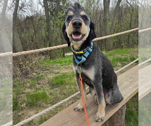 Odin - Male Rottle Dog for Adoption - Photo #6