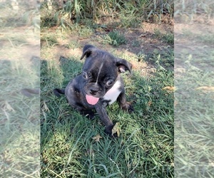 Buggs Puppy for Sale in COFFEYVILLE, Kansas USA
