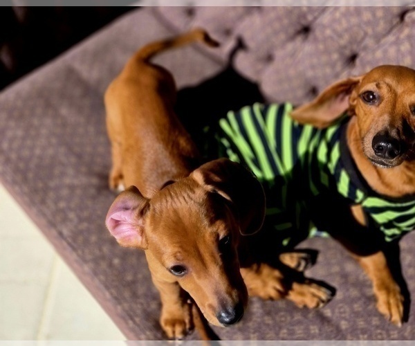 Medium Photo #10 Dachshund Puppy For Sale in SAINT CLOUD, FL, USA
