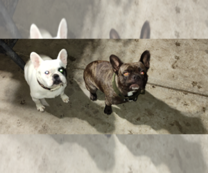 Father of the French Bulldog puppies born on 06/12/2025