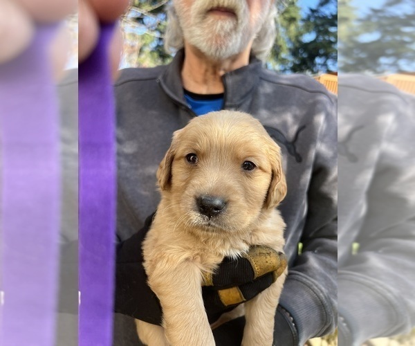 Medium Photo #4 Golden Retriever Puppy For Sale in TUALATIN, OR, USA