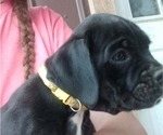 Puppy 7 Boxer