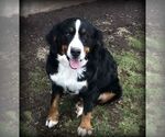 Small Photo #1 Bernese Mountain Dog Puppy For Sale in ELIZABETHTOWN, PA, USA
