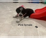 Small #3 Portuguese Water Dog