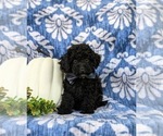 Small Photo #2 Cock-A-Poo Puppy For Sale in LINCOLN UNIVERSITY, PA, USA