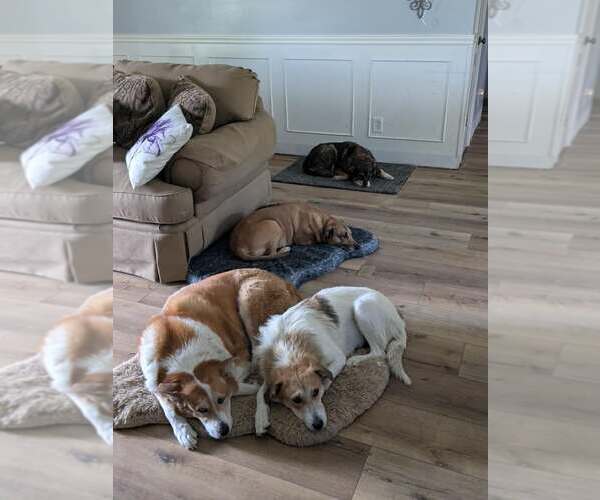 Medium Photo #13 Border Collie-Unknown Mix Puppy For Sale in Sandy, UT, USA