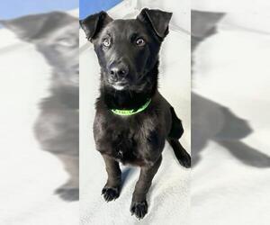 Labrador Retriever-Unknown Mix Dogs for adoption in Visalia, CA, USA