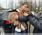 Small #8 Labrador Retriever-Staffordshire Bull Terrier Mix