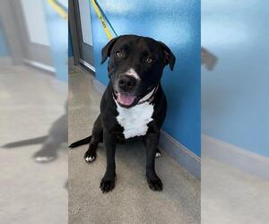 Mutt Dogs for adoption in San Martin, CA, USA