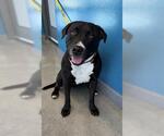 CHISPA - Female Mutt Dog for Adoption - Small photo