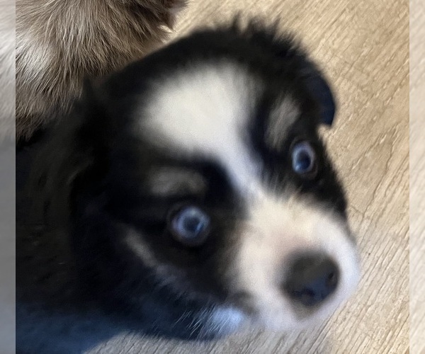 Medium Photo #10 Miniature Australian Shepherd Puppy For Sale in FORT MORGAN, CO, USA