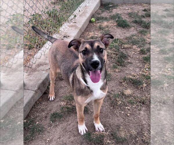 Medium Photo #2 Australian Shepherd-Unknown Mix Puppy For Sale in Dana Point, CA, USA