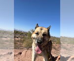 Small #3 German Shepherd Dog