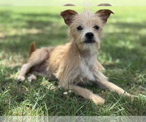 Mutt Dogs for adoption in PIPE CREEK, TX, USA
