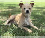 Small Mutt