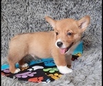 Small Photo #6 Pembroke Welsh Corgi Puppy For Sale in MANSFIELD, MO, USA