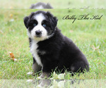 Small Photo #2 Australian Shepherd Puppy For Sale in EASTON, MO, USA