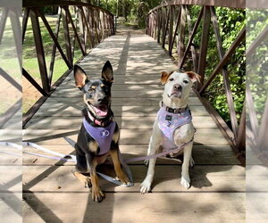 Schatzie - Female Australian Kelpie-Unknown Mix Dog for Adoption - Photo #3