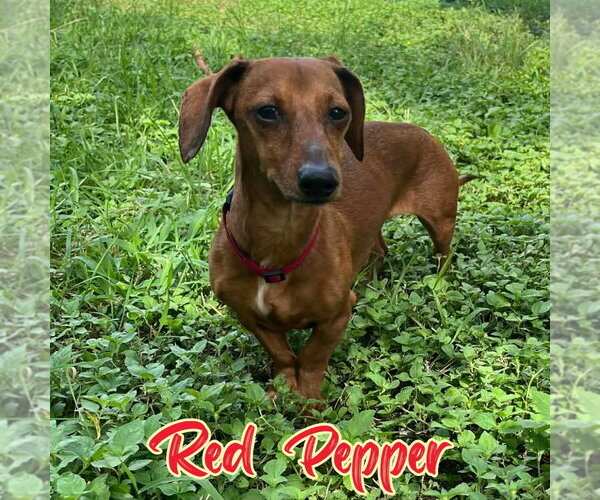 Medium Photo #3 Dachshund Puppy For Sale in San Antonio, TX, USA