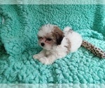 Small Photo #3 Zuchon Puppy For Sale in LAUREL, MS, USA