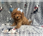 Small #8 Cavapoo