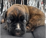 Small #4 Boxer