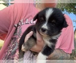 Puppy Puppy 1 Miniature Australian Shepherd