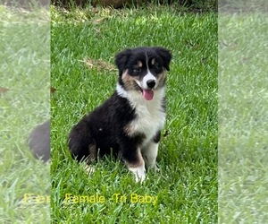 Australian Shepherd Puppy for sale in ENNIS, TX, USA