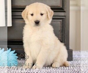 Golden Retriever Puppy for sale in BIRD IN HAND, PA, USA
