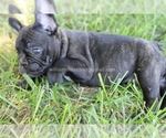 Small Photo #7 French Bulldog Puppy For Sale in CENTERVILLE, OH, USA