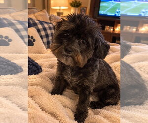Maltipoo (Toy) Dogs for adoption in Spring, TX, USA