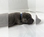 Puppy Mr Blue Newfoundland