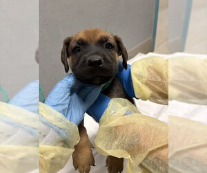 German Shepherd Dog-Unknown Mix Dogs for adoption in Las Vegas, NV, USA