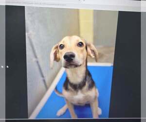 Beagle-Unknown Mix Dogs for adoption in Crystal, MN, USA