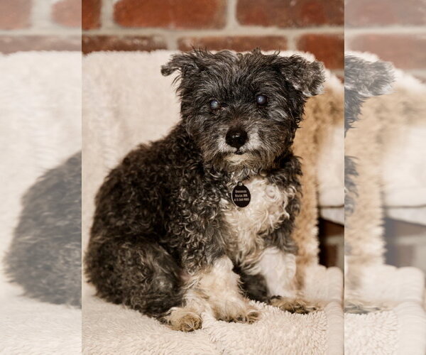 Medium Photo #1 Maltese-Unknown Mix Puppy For Sale in St. Louis Park, MN, USA