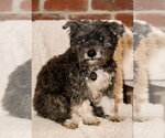 Gary - Male Maltese-Unknown Mix Dog for Adoption - Small photo