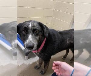 Australian Shepherd-Catahoula Leopard Dog Mix Dogs for adoption in Waco, TX, USA