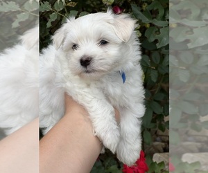 Maltese Puppy for sale in HARRISONBURG, VA, USA